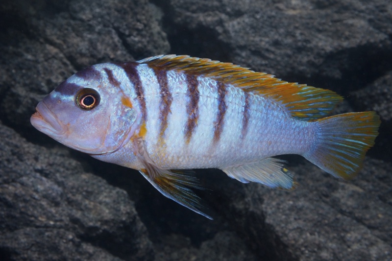 Maylandia fainzilberi 'Mbahwa'